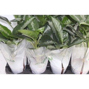 AGLAONEMA PATAYA P12