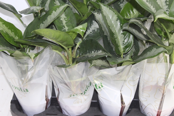 <h4>AGLAONEMA PATAYA P12</h4>