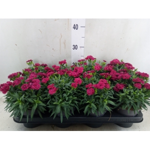 Dianthus car. 'Peman Merlot'