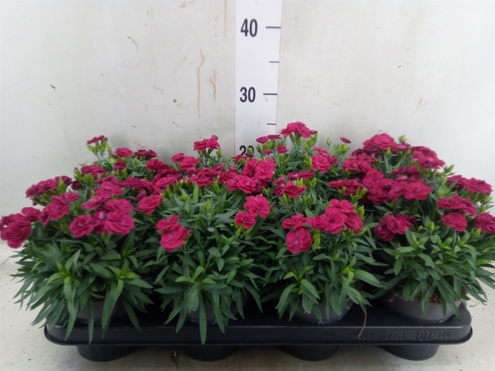 <h4>Dianthus car. 'Peman Merlot'</h4>