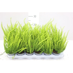 Calluna Vulgaris Sunset Gelb