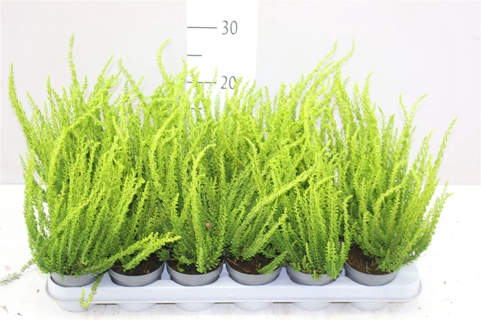 <h4>Calluna Vulgaris Sunset Gelb</h4>