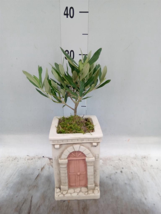 <h4>Arr.   Tuinplanten H%</h4>