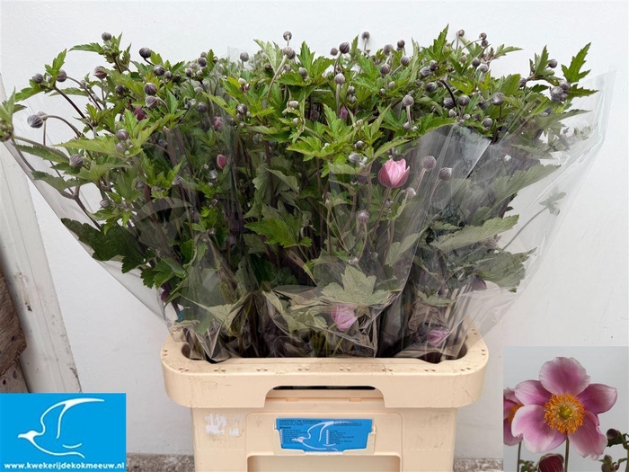 <h4>Anemone Pink</h4>