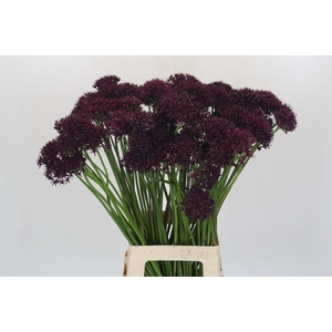 Allium Atropurpureum