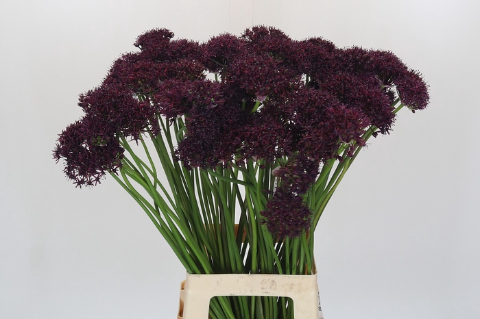 <h4>Allium Atropurpureum</h4>