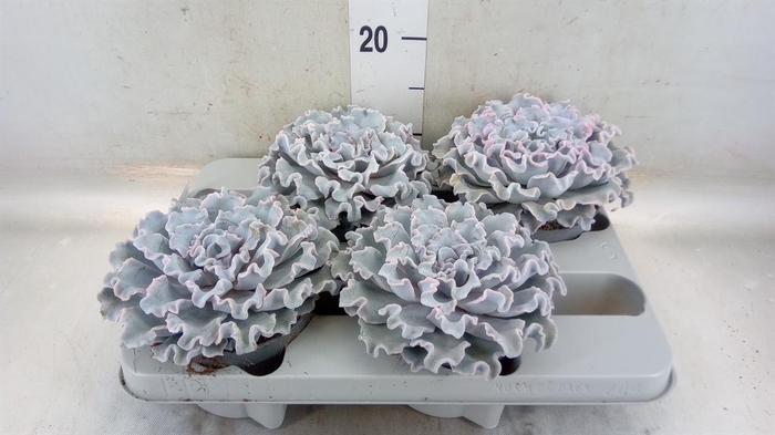 <h4>Echeveria   ...</h4>