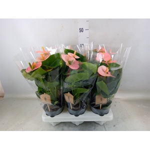 Anthurium andr. 'Spirit'