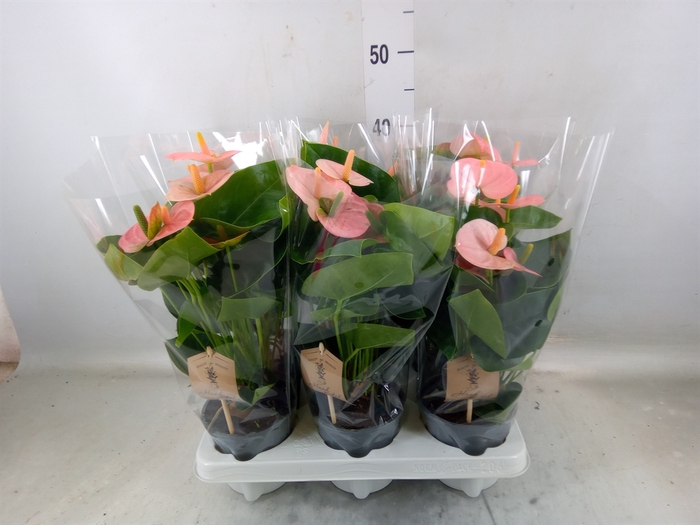<h4>Anthurium andr. 'Spirit'</h4>
