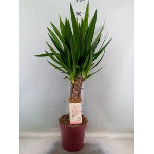 Yucca elephantipes   ...