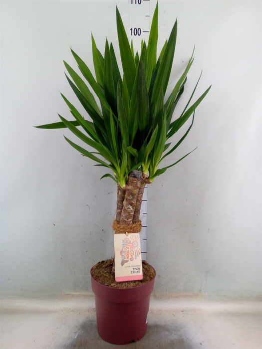 <h4>Yucca elephantipes   ...</h4>