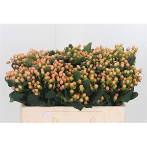 Hypericum Mellow Romance