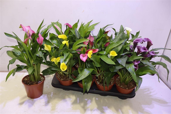 <h4>arr8 Zant Ov</h4>