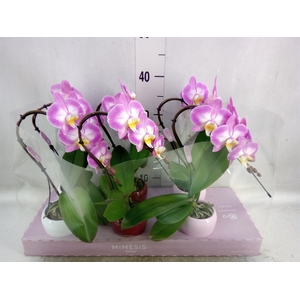 Phalaenopsis   ...