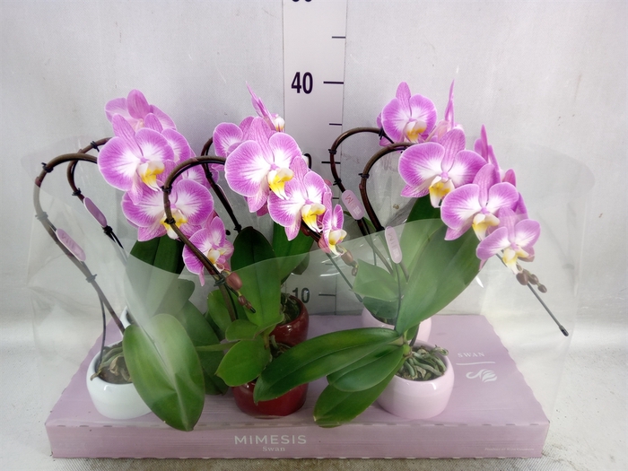 <h4>Phalaenopsis   ...</h4>