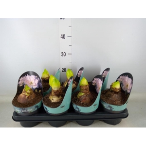 Hippeastrum DG 'White Amadeus'