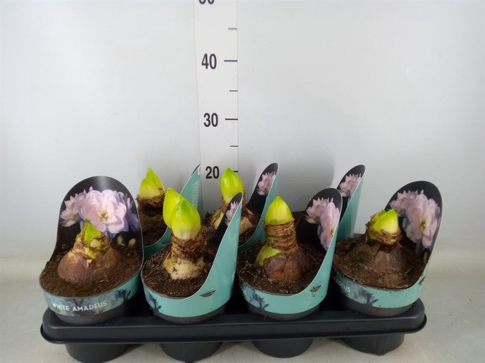 <h4>Hippeastrum DG 'White Amadeus'</h4>