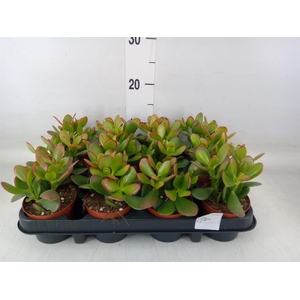 Crassula ovata 'Sunset'
