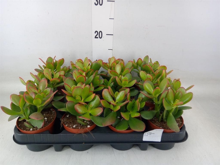 <h4>Crassula ovata 'Sunset'</h4>