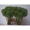 ALLIUM ZAADBOLLEN