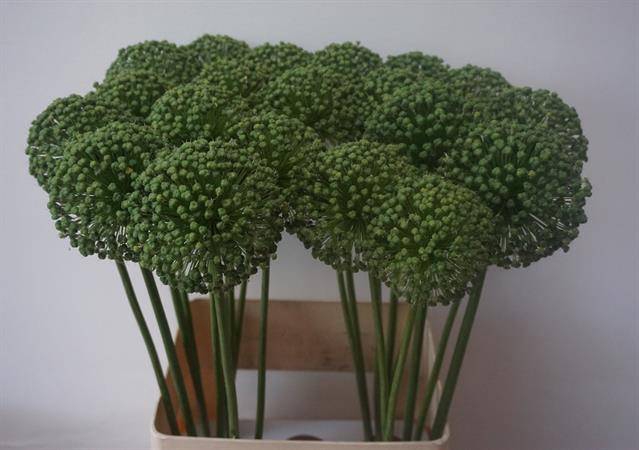 ALLIUM ZAADBOLLEN