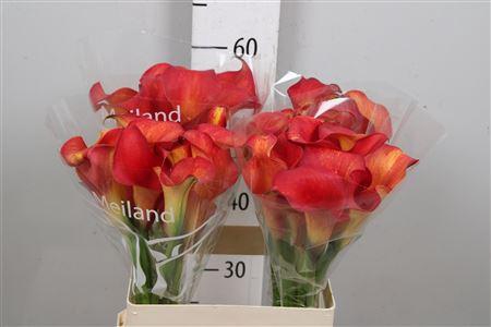 <h4>Zant Capt Trinity</h4>