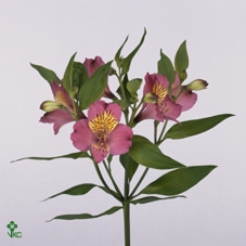 CURCU SIAM GEM 3 KL