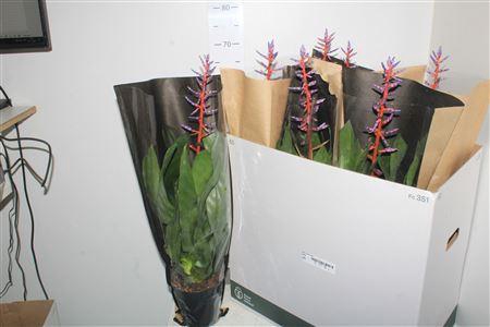 <h4>Aech Blue Rain</h4>