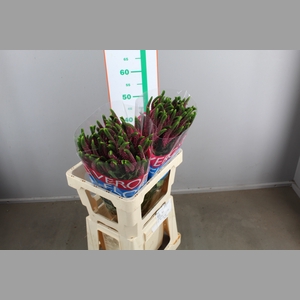 VERONICA TROS ROSE