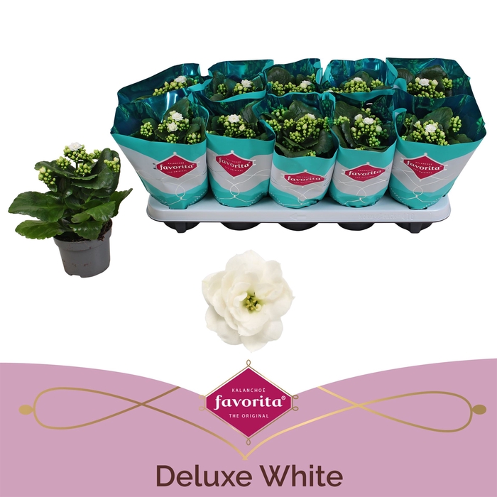 <h4>Kalanchoe blos. 'Perfecta White'</h4>