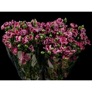 Dianthus Bono Solomio