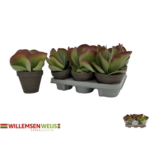 KALANCHOE THYRSIFL