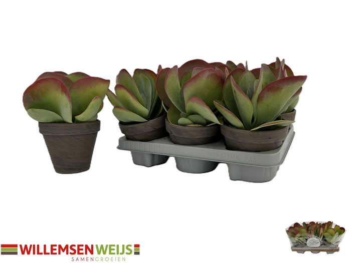 <h4>KALANCHOE THYRSIFL</h4>