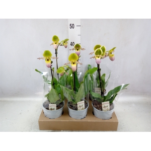 Paphiopedilum multiflower   ...mix