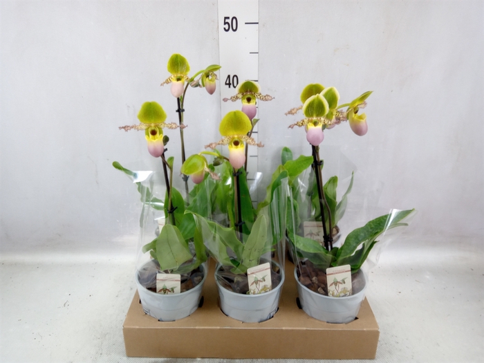 Paphiopedilum multiflower   ...mix