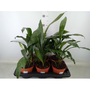Aspidistra elat.
