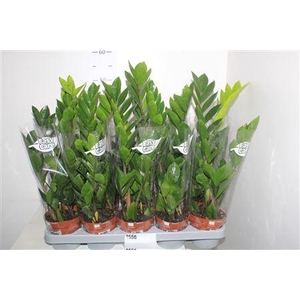 ** Zamio Zamiifolia 2-3+