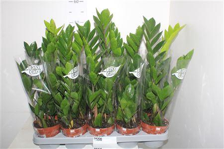 <h4>** Zamio Zamiifolia 2-3+</h4>
