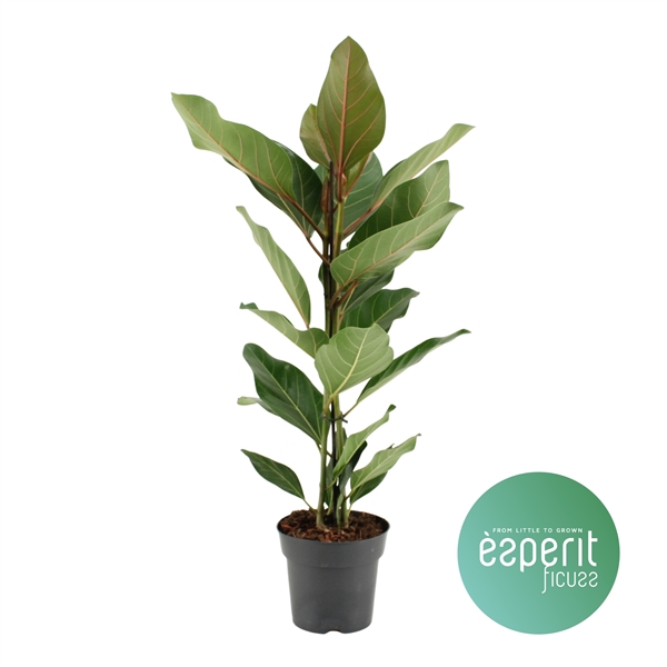 <h4>Ficus benghalensis Joy®</h4>