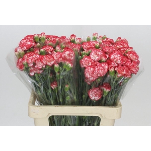 Dianthus Sp Minuetto