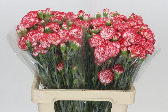 Dianthus Sp Minuetto