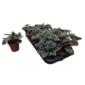 Peperomia Red Luna 9Ø 15cm