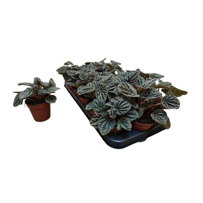 <h4>Peperomia Red Luna 9Ø 15cm</h4>