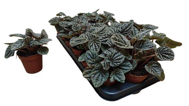 Peperomia Red Luna 9Ø 15cm