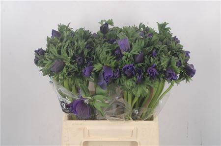 <h4>Anemone Galil Blue</h4>