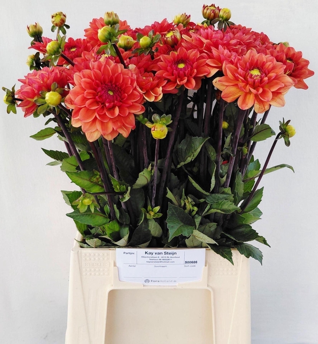 <h4>DAHLIA OVERIG DAHL OV</h4>