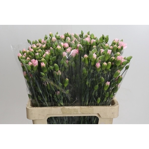 Dianthus Sp Yongo Rosa