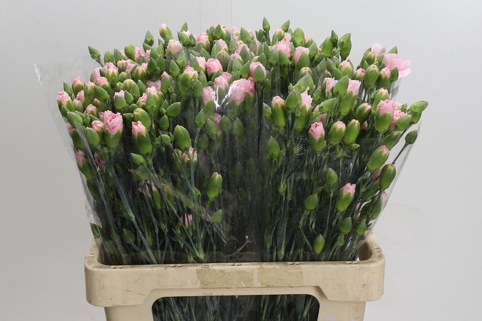 <h4>Dianthus Sp Yongo Rosa</h4>
