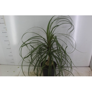 BEAUCARNEA P17
