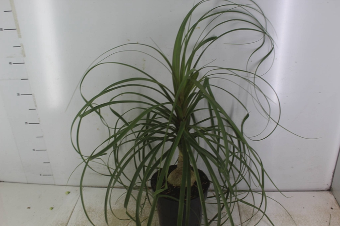 <h4>BEAUCARNEA P17</h4>